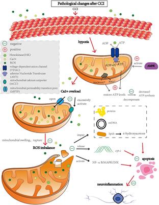 Research progress of mitophagy in chronic cerebral ischemia